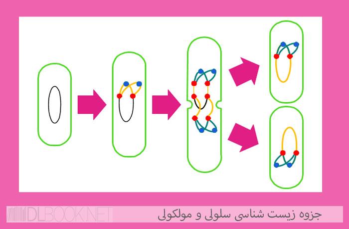 جزوه زیست شناسی سلولی و مولکولی